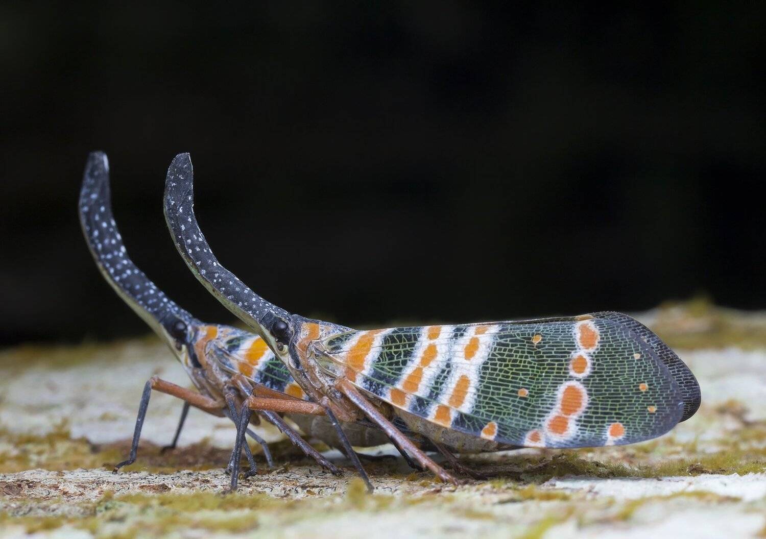 #macro#lantern_bug#colors, Choo How Lim