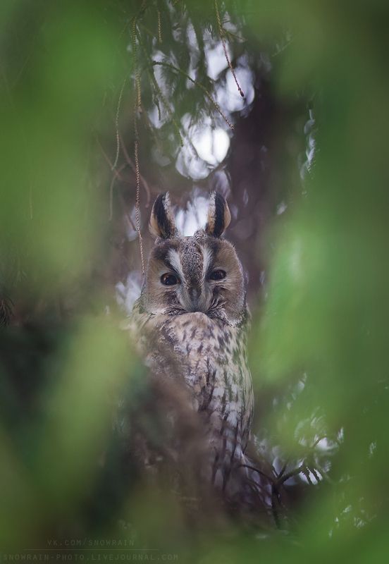 birds, birdsphoto, owl, wildlife, wildlife photography, анималистика, сова, фотоохота Сова в окошке фото превью
