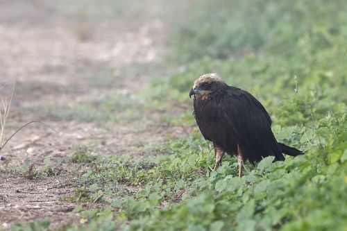 I feel cold (Marsh harrier in Fog)