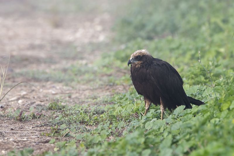 bird, harrier, qatar, fog, nikon I feel cold (Marsh harrier in Fog) фото превью