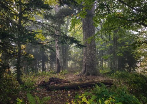 В лесу Гузерипля