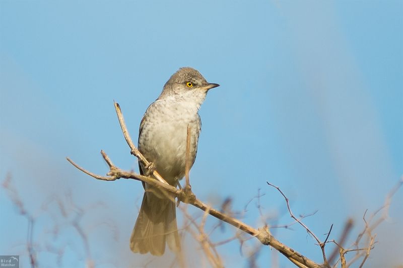 birds, Sylvia nisoria, daylight, Nature, bird Sylvia nisoria фото превью