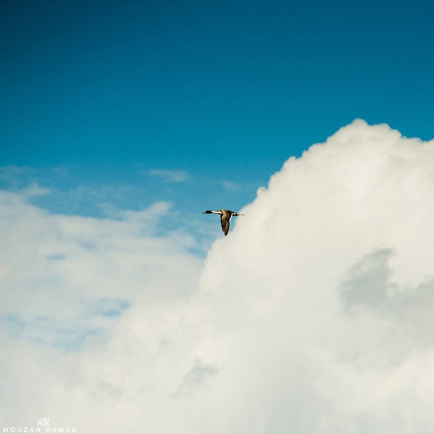 duck, sky, clouds,canon, mouzan