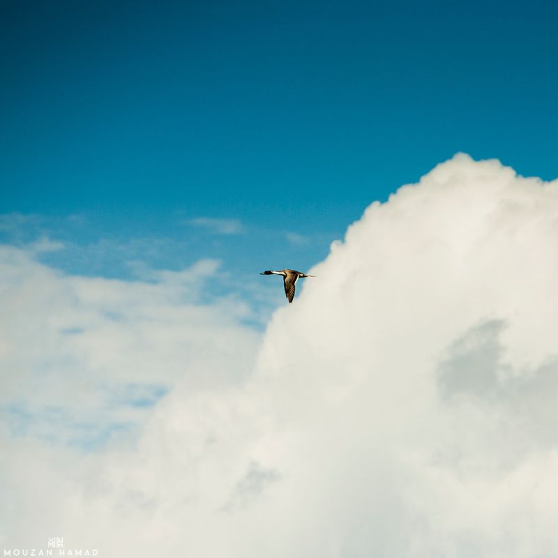 duck, sky, clouds,canon duck duck go фото превью