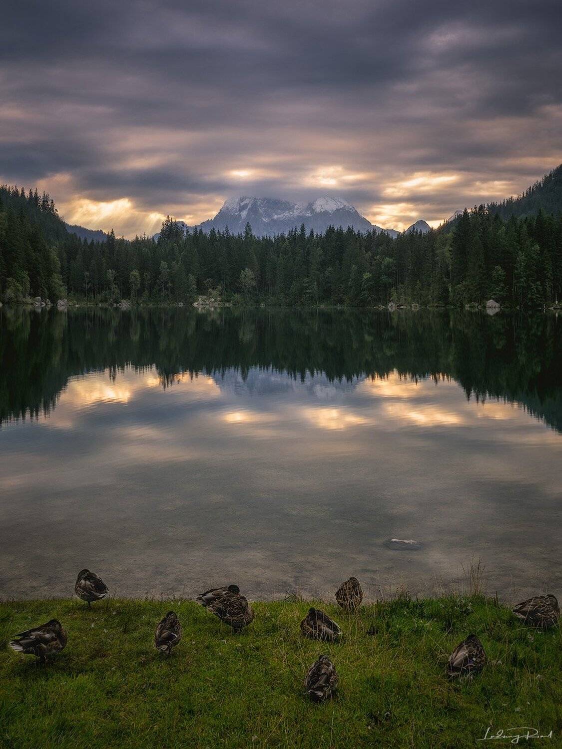 bavaria, beach, berchtesgaden, bird, calmness, duck, europe, forest, germany, green, harmony, hintersee, lake, lights, morning, morning gloe, mountain glow, mountains, nature, outdoors, ramsau, reflections, rock, seaside, serenity, shore, snow, still, sun, Ludwig Riml