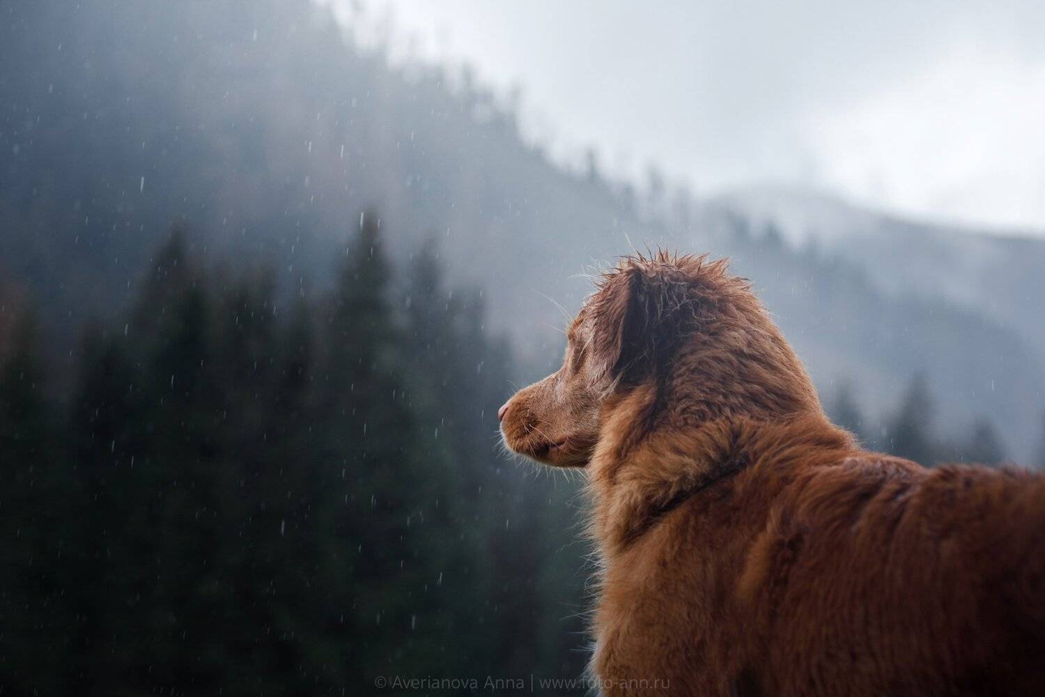 собака, природа, горы, Анна Аверьянова