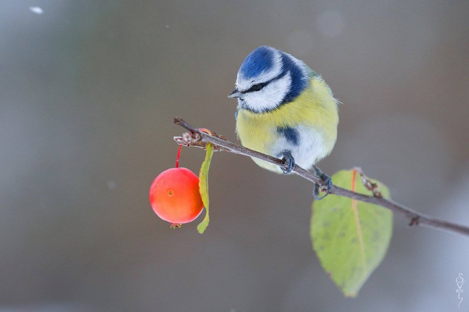 лазоревка, Байбекова Светлана