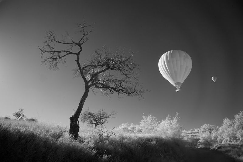 Олег_Грачёв, фотограф, чб, воздушный, шар, дерево, путешествие, полёт,Oleg_Grachev, travel, photographer, Воздушный шар. фото превью