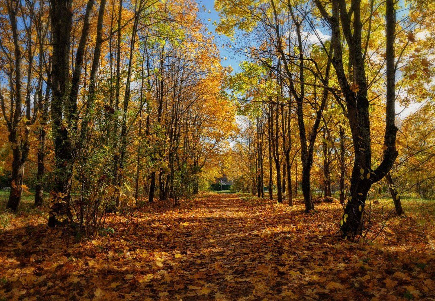 осень,октябрь,сквер,ковер,листва,пейзаж, Евгений Плетнев