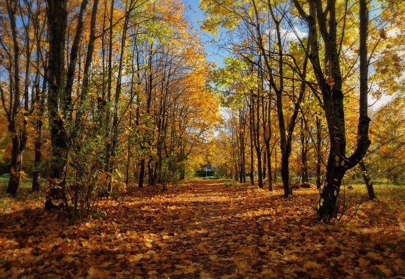 осень,октябрь,сквер,ковер,листва,пейзаж Ковром стелила землю осень... фото превью