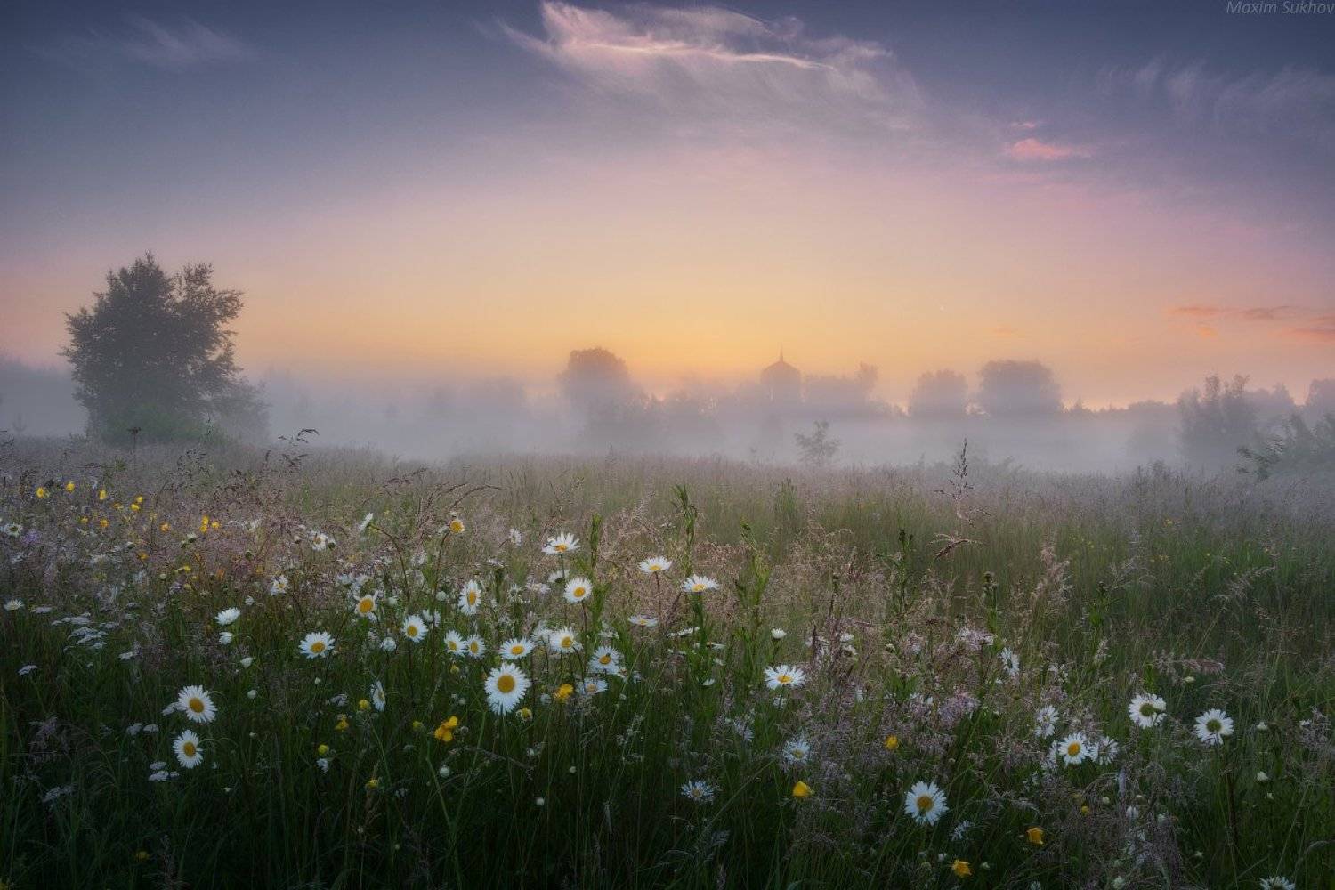 утро, туман, ромашки, рассвет, храм, поле, лето, Максим Сухов