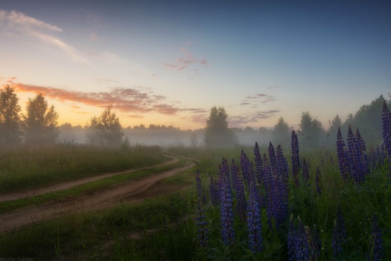 люпины, утро, туман, дорога, рассвет И созерцал люпин рассвет фото превью