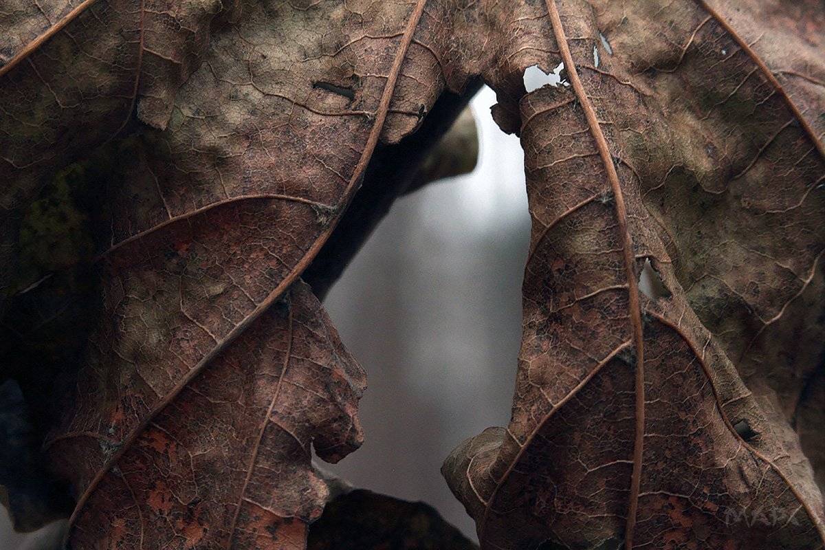 макро лист осень ноябрь, Шангареев Марс