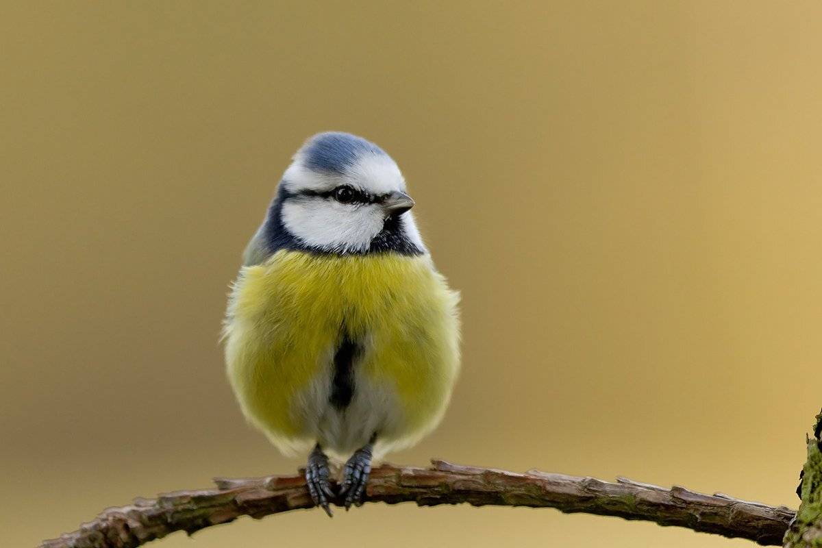 , Janina J?drzejewska-Szombara