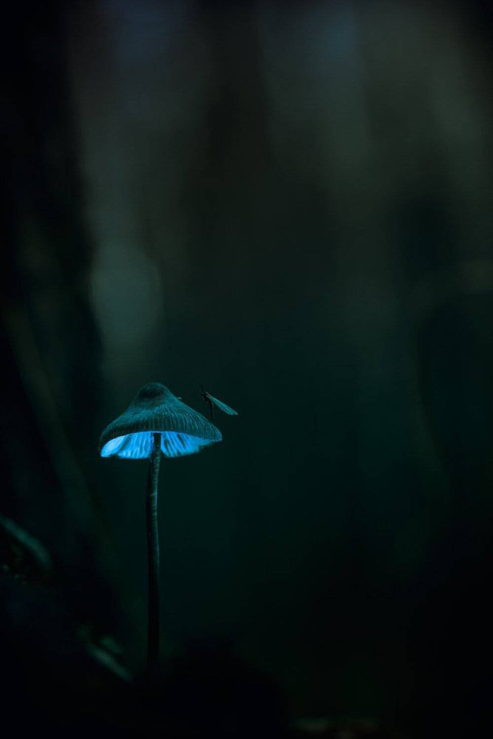 , Кузнецов Дмитрий