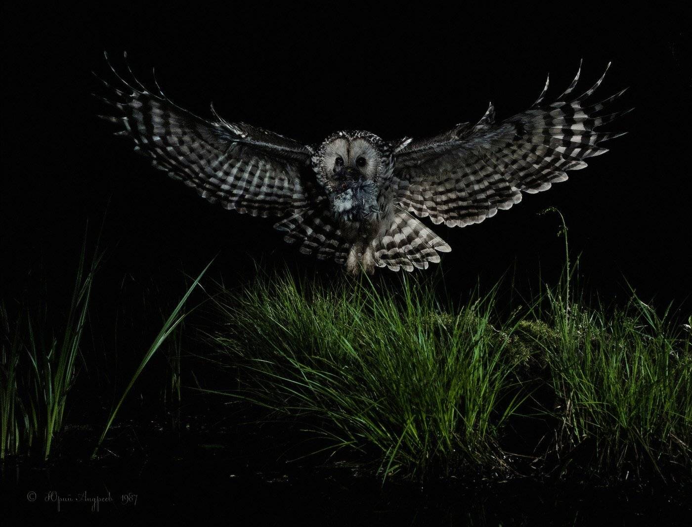 неясыть длиннохвостая, Юрий Андреев