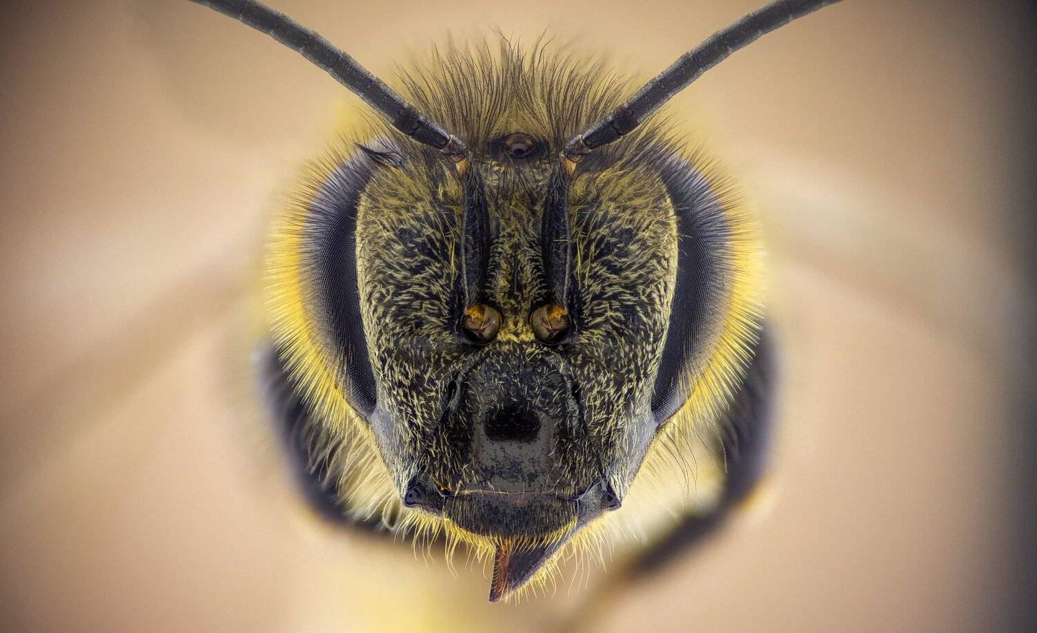 Автор: Tsvetan Ganev ceclii,macro,lgg4, extrememacro, макро, Tsvetan Ganev