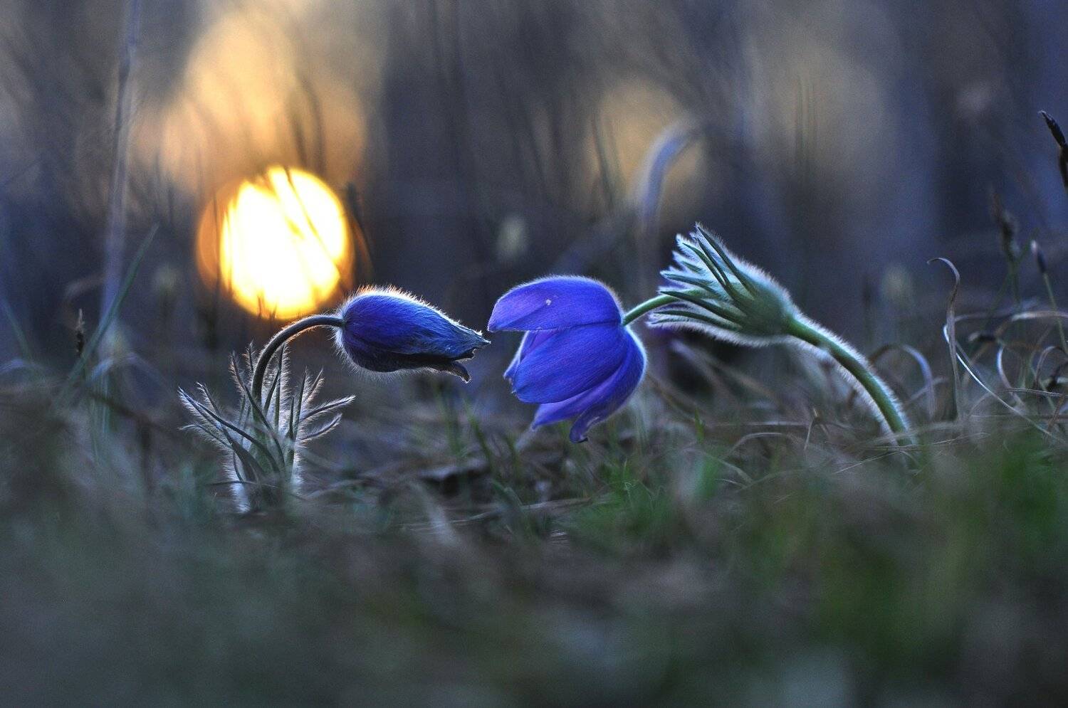 , Макеев Алексей