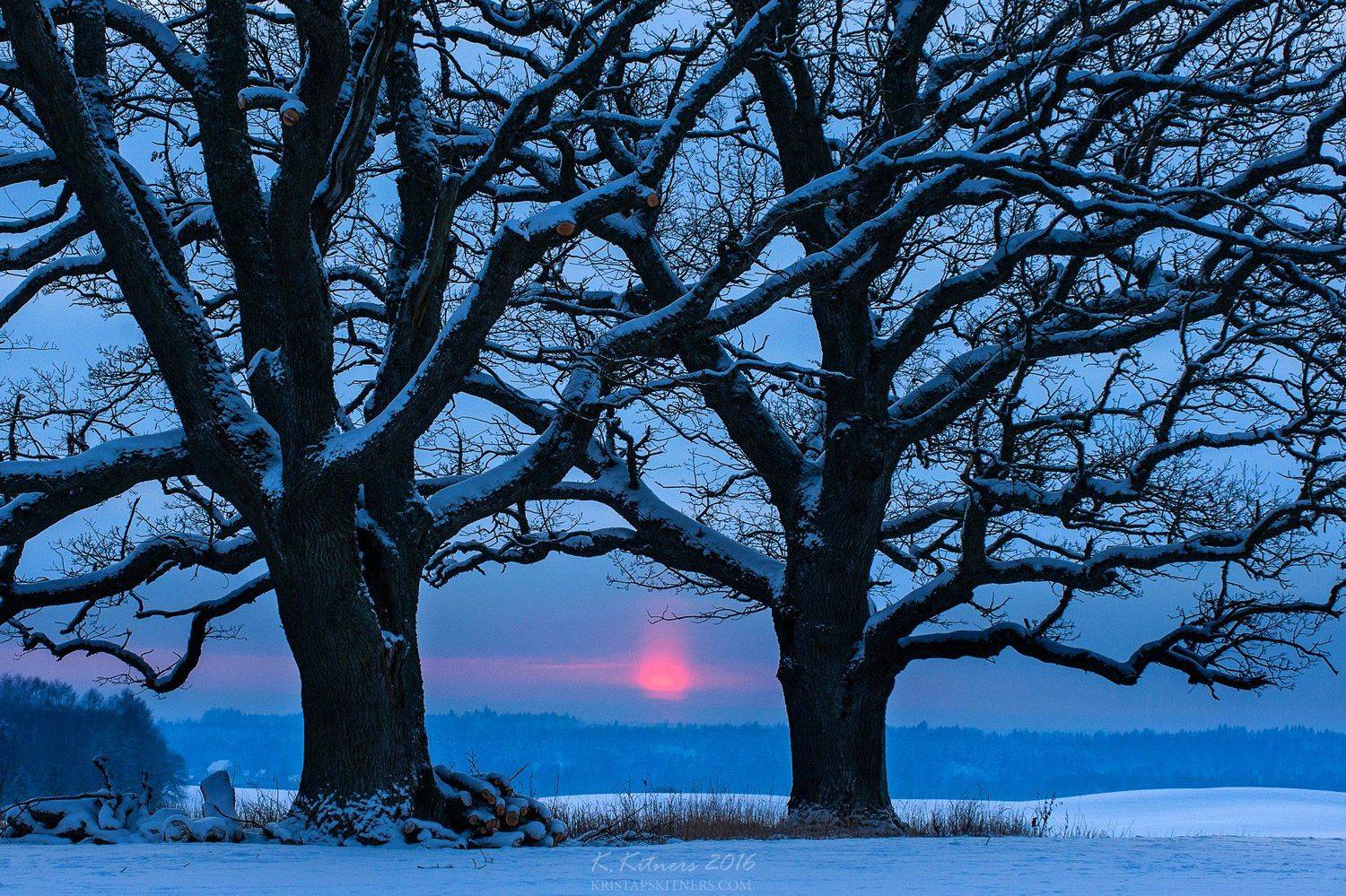 snow oak tree blue white winter sky clouds latvia landscape field sun sunset cold, Kristaps Kitners