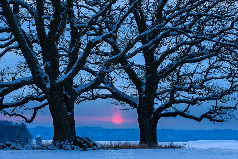snow oak tree blue white winter sky clouds latvia landscape field sun sunset cold The Old Brothers фото превью