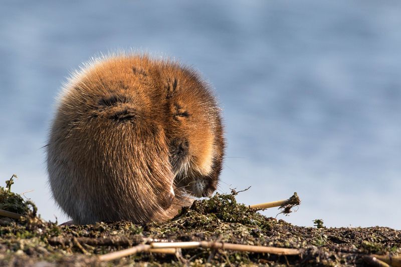 ондатра Колобок готов к зиме. фото превью