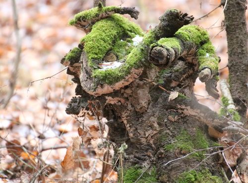 Улыбка природы