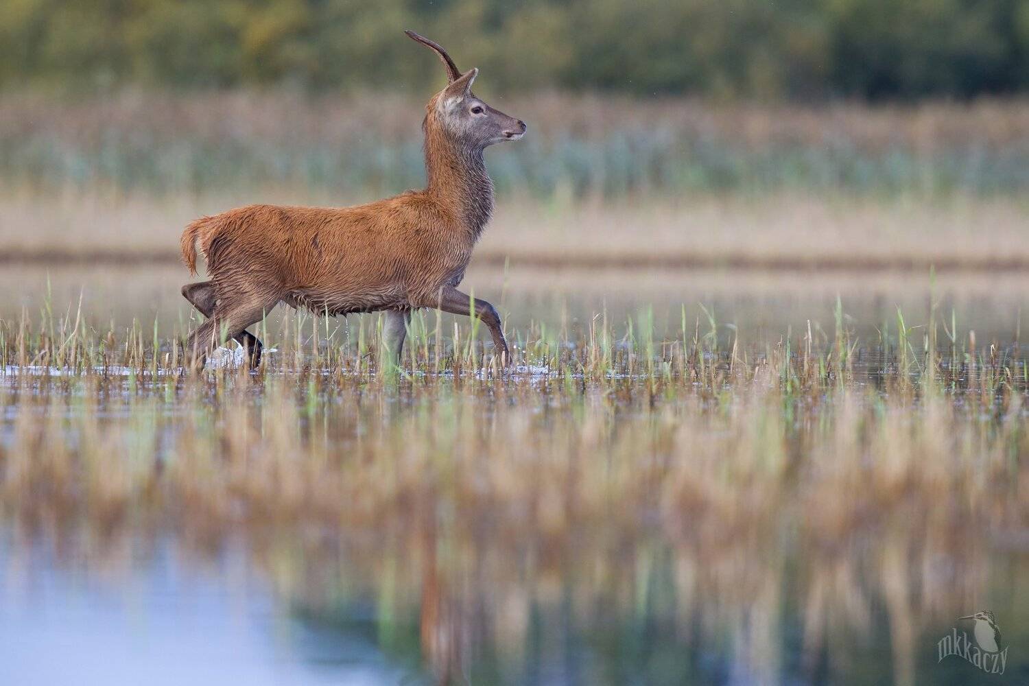 red deer, Marcin Kaczmarkiewicz