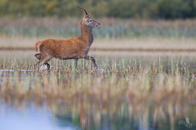 reed deer фото превью