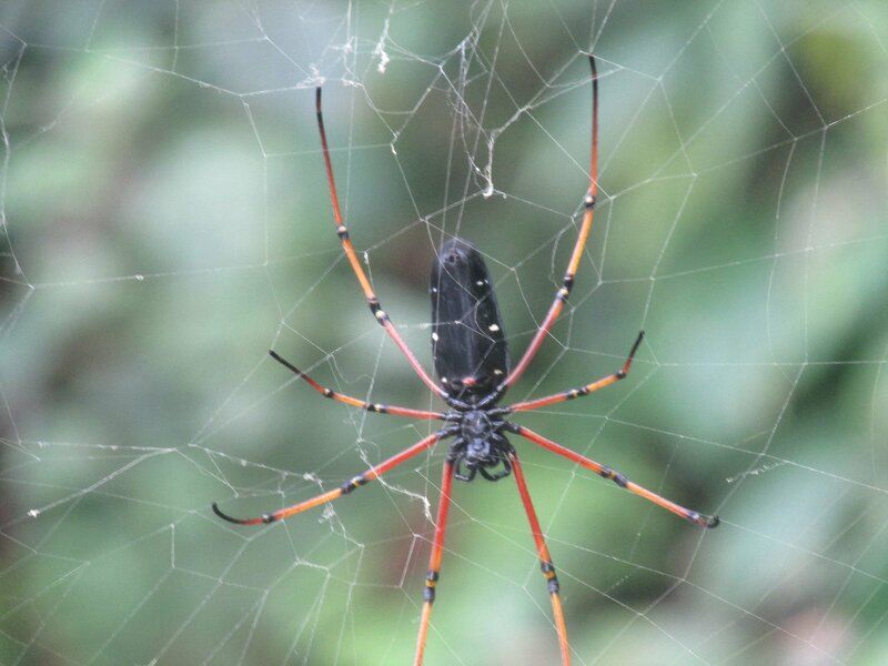 Соболь пауков. Giant Spider. Все пауки в геомитридеш. Паук полиграфия. Peru Bluetoed giant Spider.