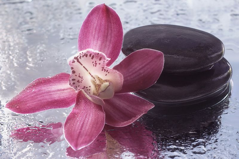 Орхидея цимбидиум фото превью