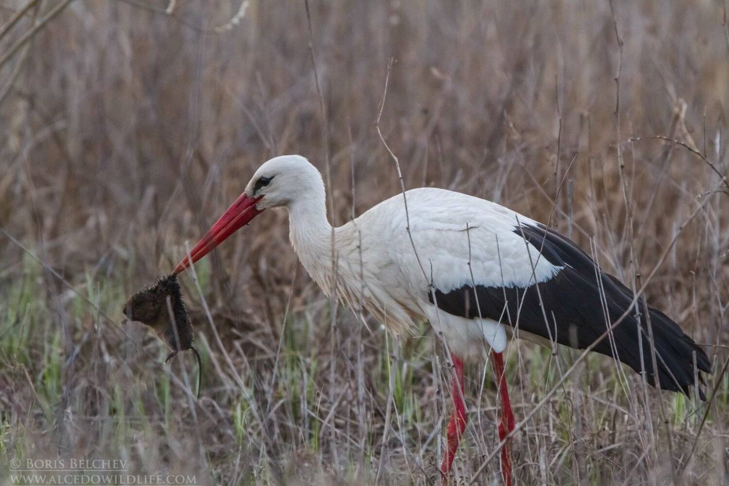 , Борис Белчев