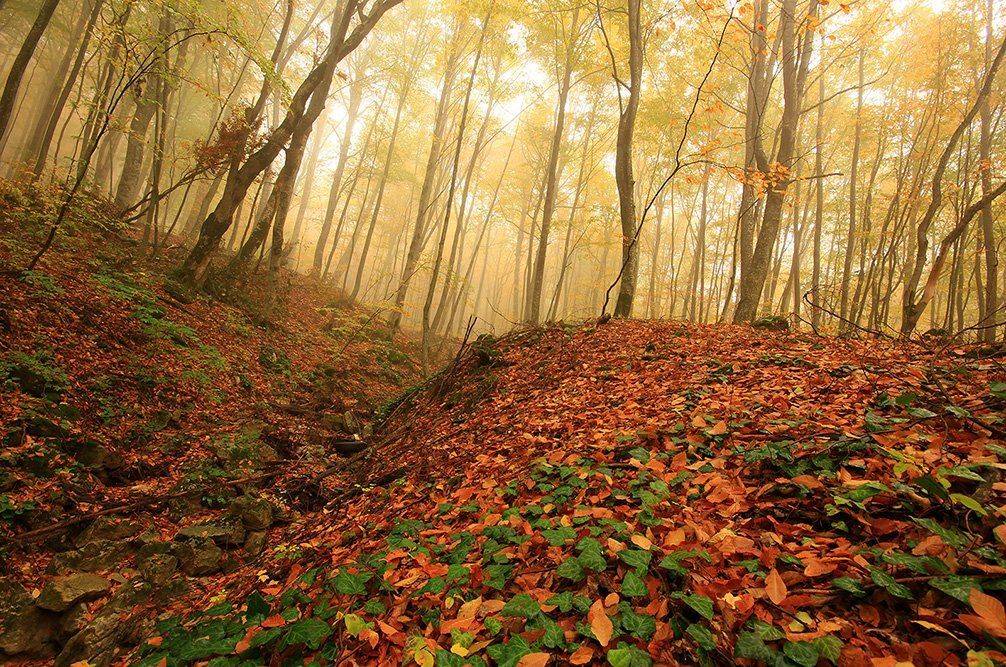 , Иваненко Светлана