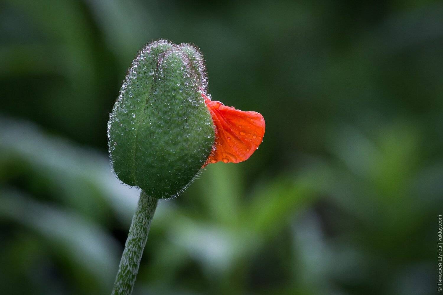 , Тимофей Шутов