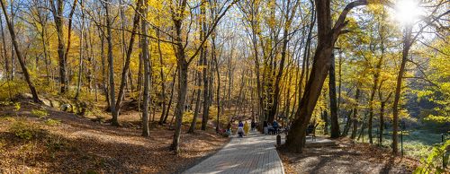 История лучистого леса.