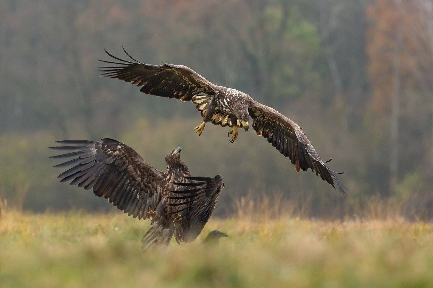 , Łukasz Sok&oacute;ł