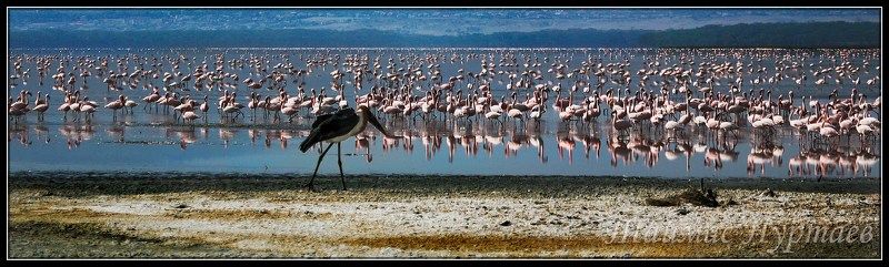 саваны ПЕРНАТЫЙ МИР  АФРИКАНСКОЙ САВАННЫ фото превью