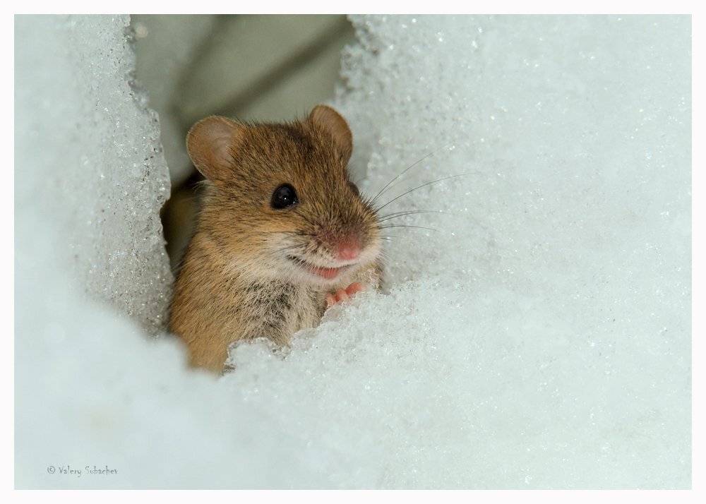 , Валерий Субачев