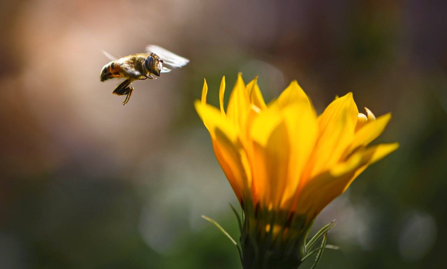 природа, макро, осень, насекомое, журчалка, полет, цветы, гацания, Неля Рачкова