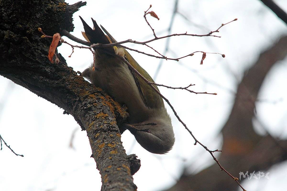 животные птицы дятел осень, Шангареев Марс