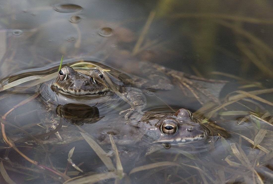 лягушки, Евгений Слободской