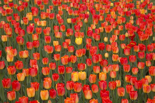 Tulips