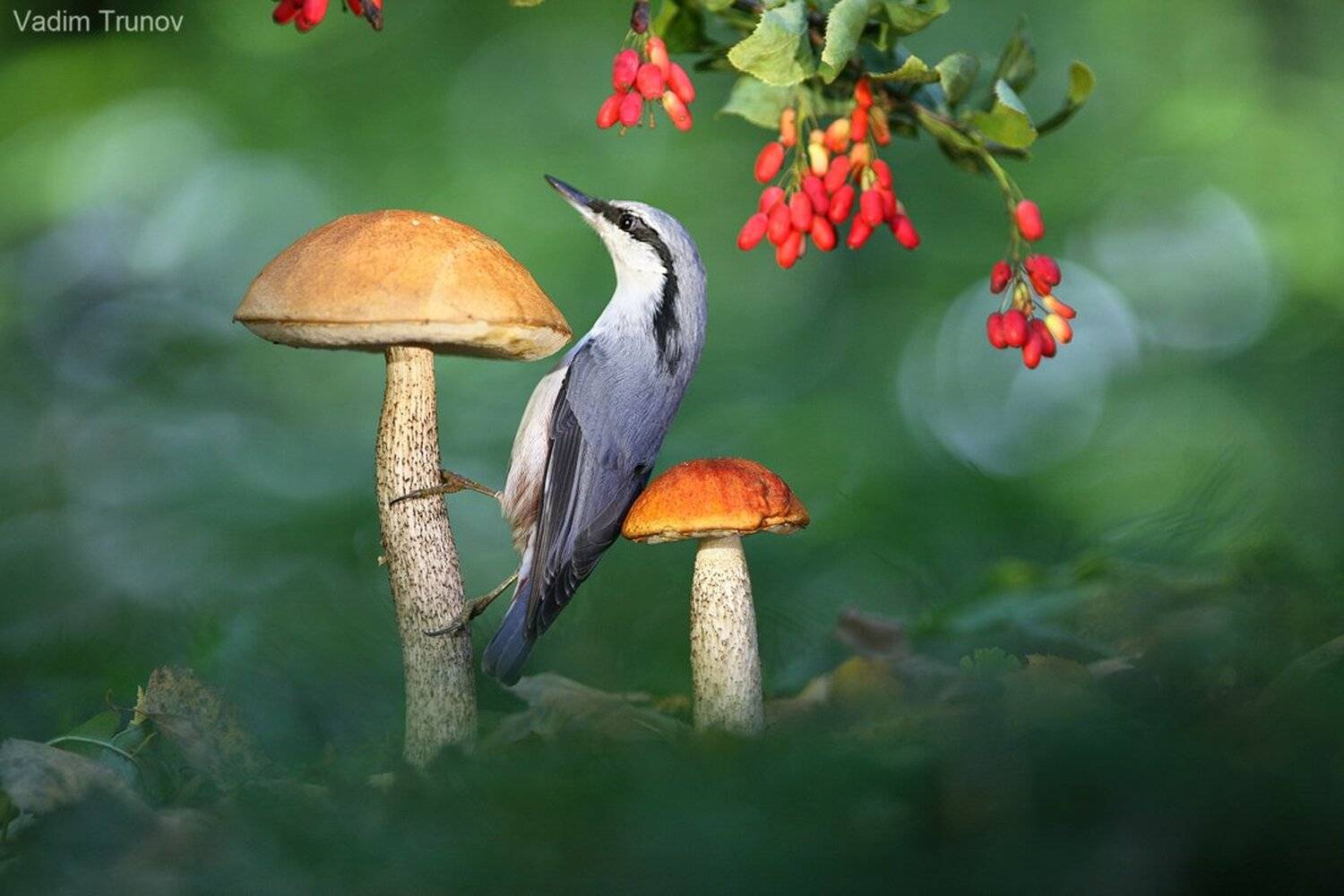 , Вадим Трунов