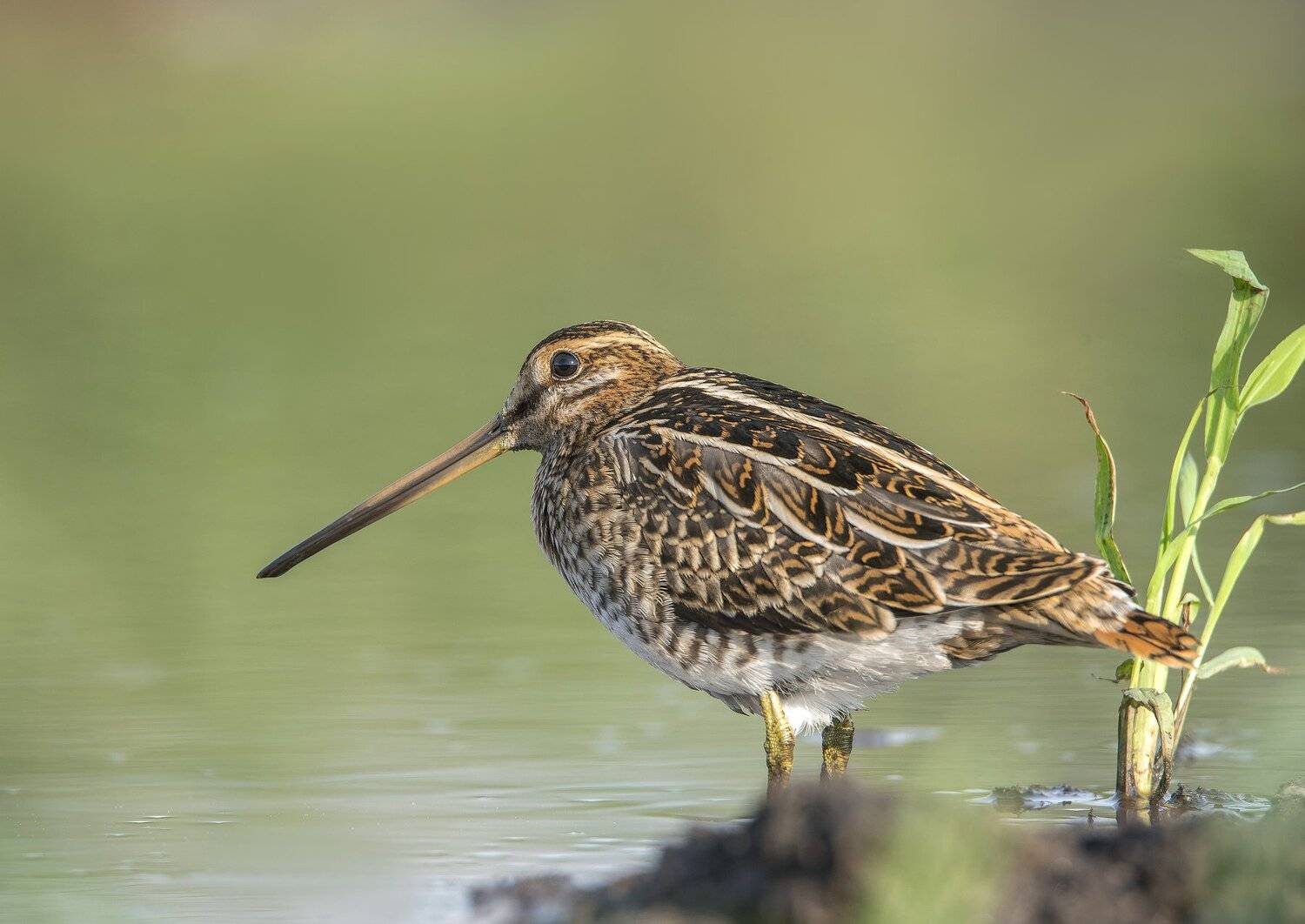 птицы,природа,лето, Андрей Киселёв