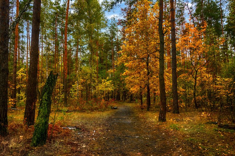 прогулка в лесу фото превью