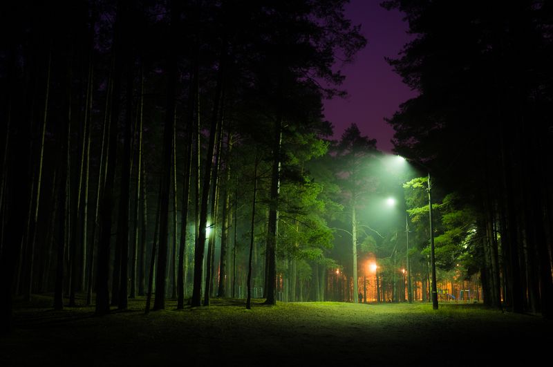 фото, природа, лес, дубна, россия Туманная тишина фото превью