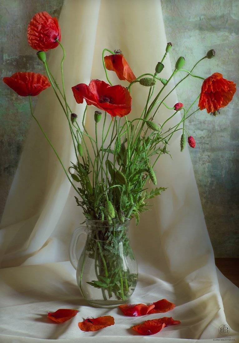 , Елена Брежицкая