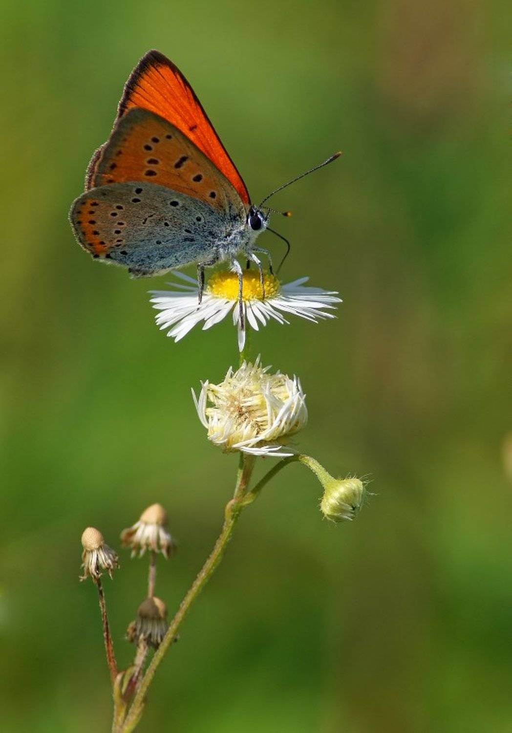 , Чепленко Алексей