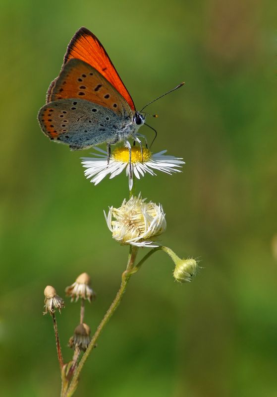 Червонец фото превью