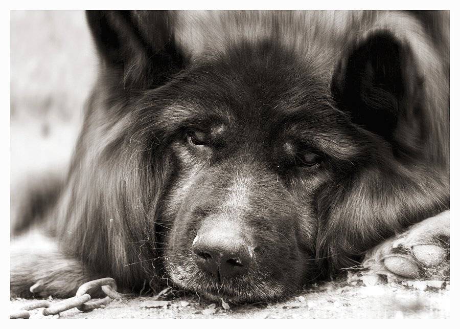 , Валерий Субачев