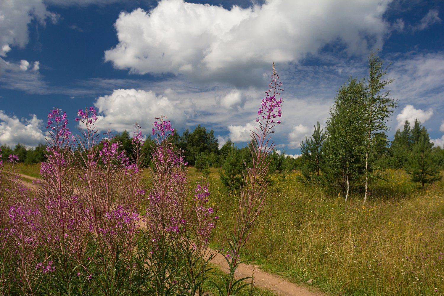 валдай, Тимофей Шутов